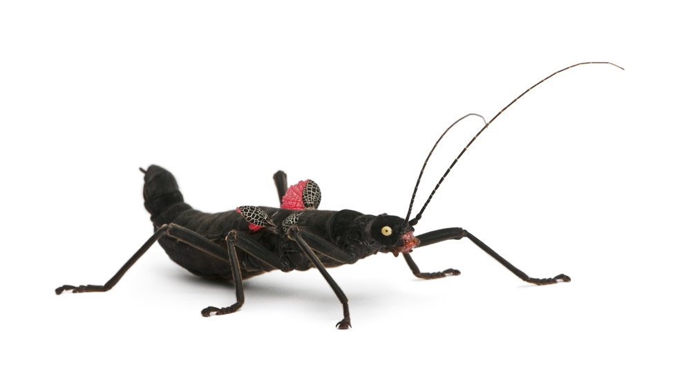 Black beauty stick insect shutterstock_51123130-1