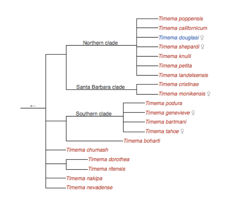 cladogram