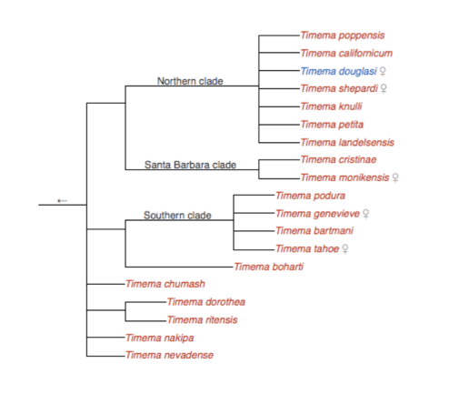 cladogram