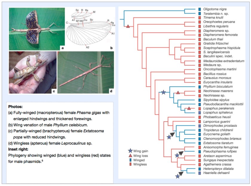 phylogeny