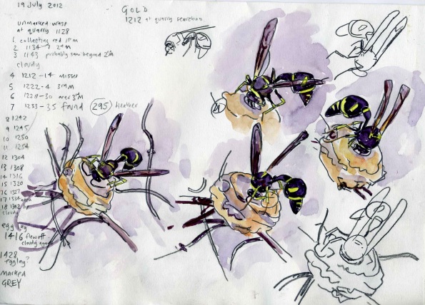 potterwasps19july2012boveyheath