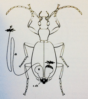 Screen Shot 2015-12-04 at 07.33.26