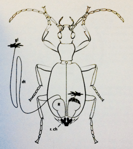 Screen Shot 2015-12-04 at 07.33.26