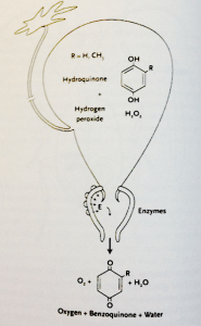 Screen Shot 2015-12-04 at 07.38.01