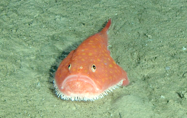 Soad Fish Deep-sea biodiversity. A taster. – Ecology Field Notes