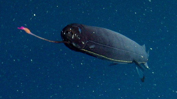 Deep-sea biodiversity. A&nbsp;taster.