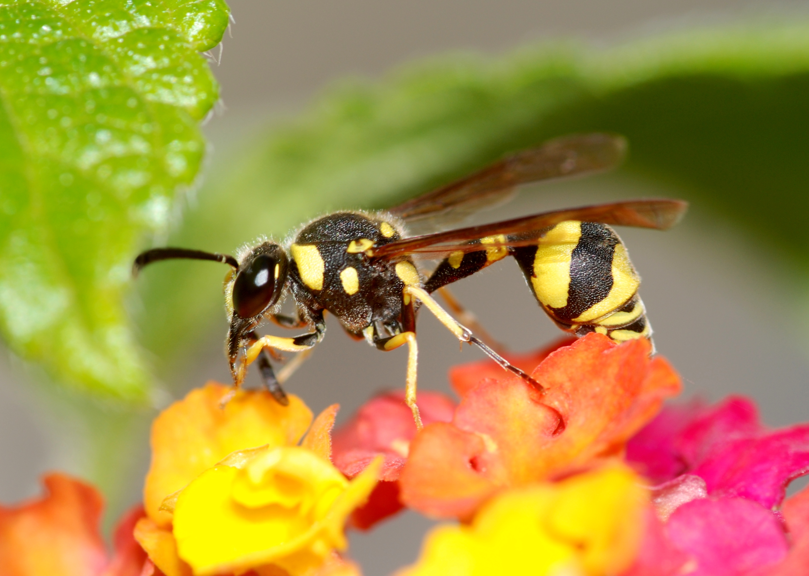 wasp_november_2009-1