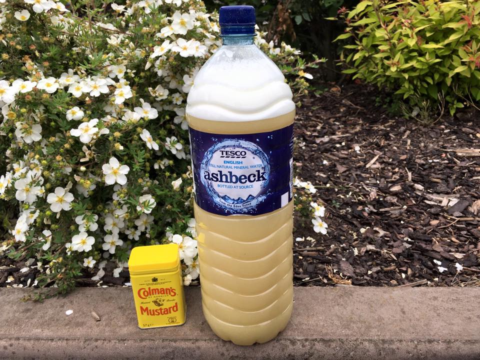 13307234_1883847181842582_7173217131623799719_n