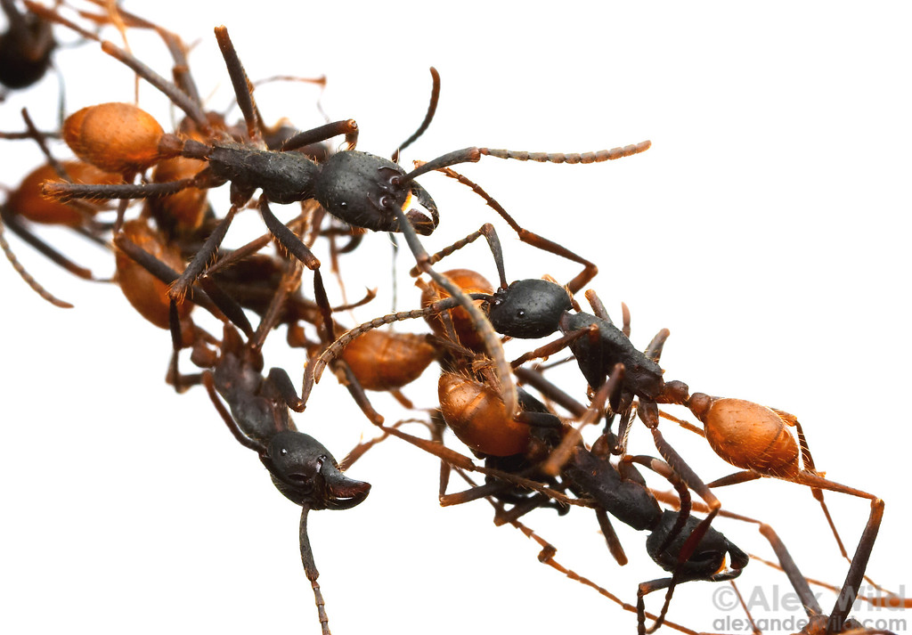 “All About Ants”: A talk to the Selborne&nbsp;Society
