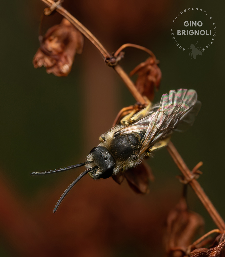 Lasioglossum calceatum
