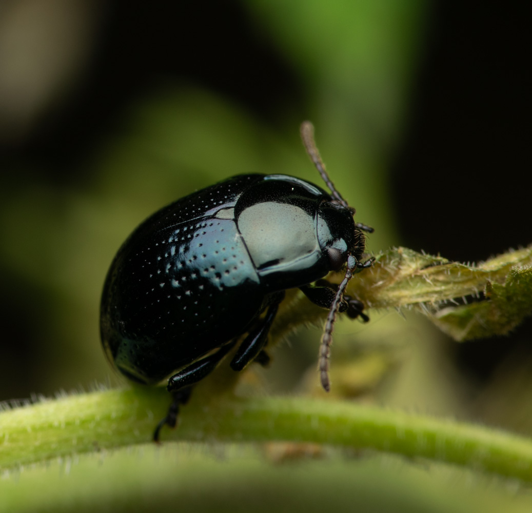 Bethnal Green Nature Reserve – 2022 invertebrates&nbsp;review