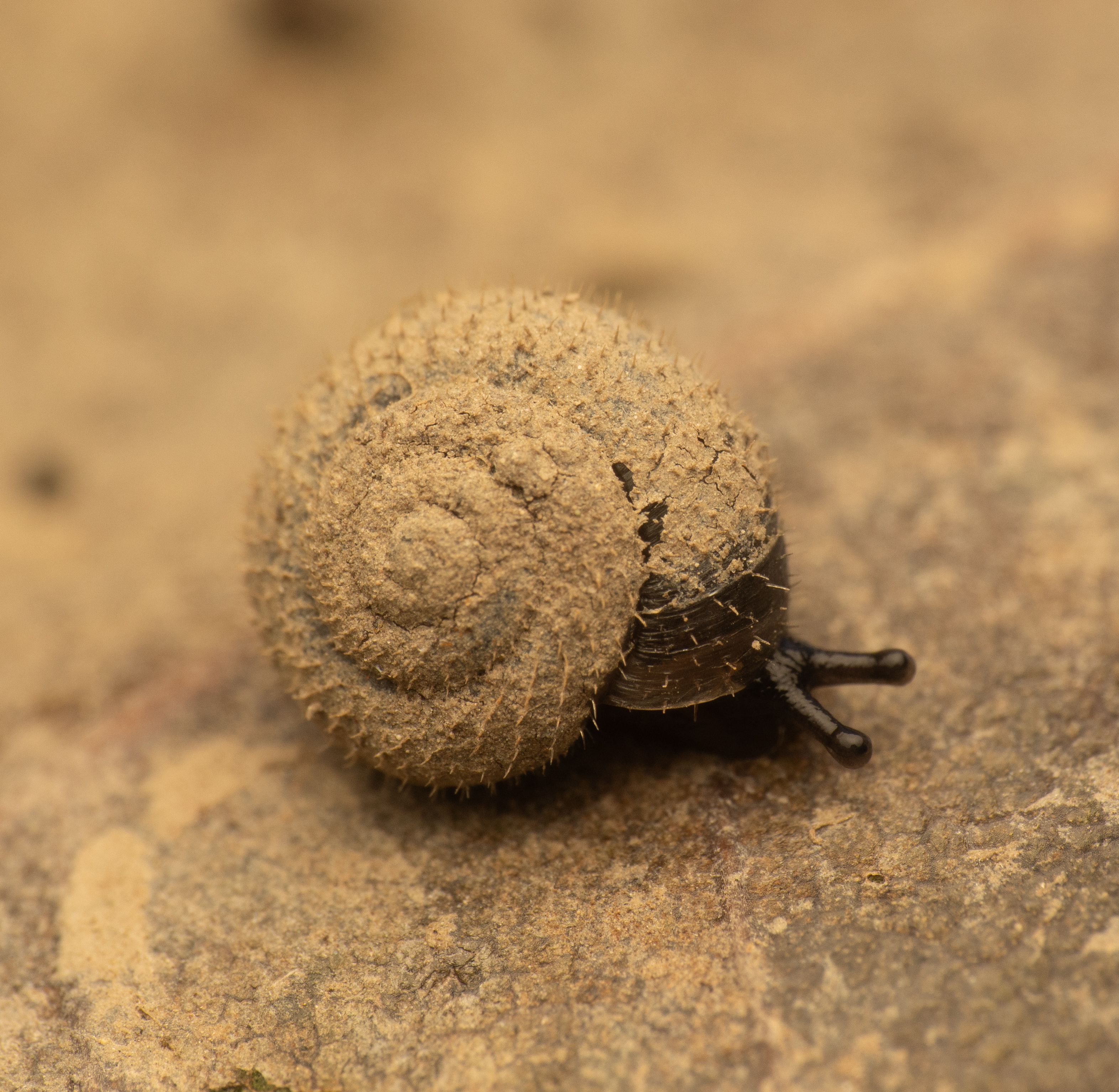 The Hunt for the German Hairy Snail – Ecology Field Notes